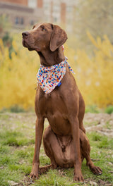 BROEN DOG WEARING BANDANA. BIRTHDAY BANDANA