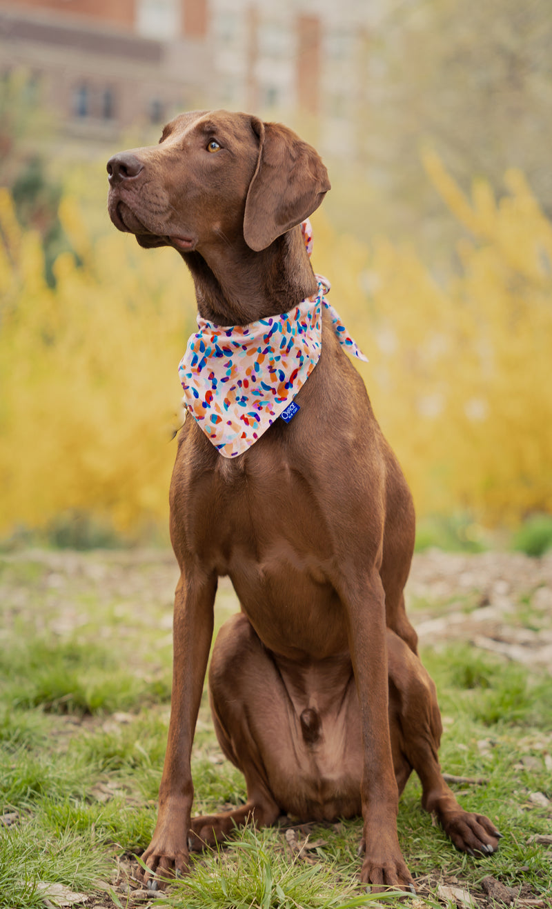 BROEN DOG WEARING BANDANA. BIRTHDAY BANDANA